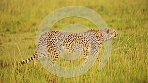Slow Motion Shot of Cheetah watching over the empty plains in search of food, rain raining over the