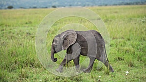 Slow Motion Shot of Close shot of baby Elephant catching up to mum mother, cute African Wildlife in