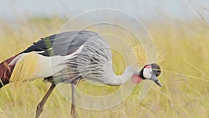 Slow Motion Shot of Close up of African Wildlife birds in Maasai Mara National Reserve, Kenya, Exoti