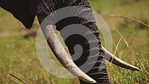 Slow Motion Shot of Close up detail of Elephant trunk and ivory tusks grazing in tall grass, African