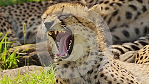 Slow Motion Shot of Close up detail shot of cheetah yawning lying down in bright colourful sunshine,