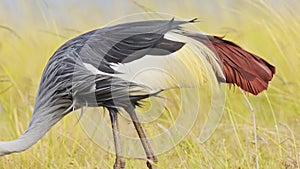 Slow Motion Shot of Close up detail shot of a Grey Crowned Crane feeding and grazing in the tall gra