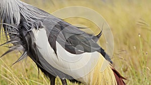 Slow Motion Shot of Close up detail shot of a Grey Crowned Crane feeding and grazing in the tall gra