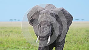 Slow Motion Shot of Close up shot of Elephant head walking towards camera with tusks, African Wildli