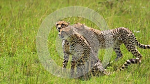 Slow Motion Shot of Coalition of Cheetahs sitting down together to observe, beautiful African Wildli