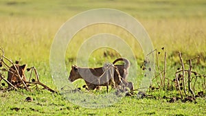 Slow Motion Shot of Cute African Wildlife of baby lion cubs running and playing in Maasai Mara Natio