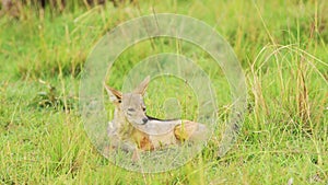 Slow Motion Shot of Dead antelope prey lying in the grass of the savannah, circle of life, ecosystem