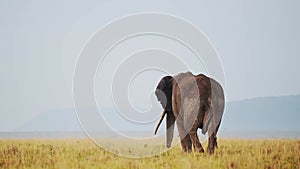 Slow Motion Shot of Elephant walking away with trunk in the air towards mountains in the background,