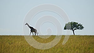 Slow Motion Shot of Giraffe walking on horizon away from Acacia tree silhouetted across African plai