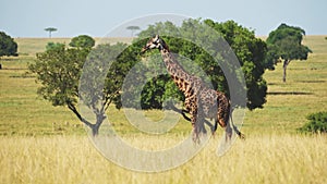 Slow Motion Shot of Giraffe walking in luscious Maasai mara wilderness surrounded by trees, African
