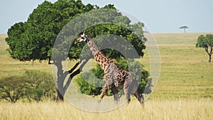 Slow Motion Shot of Giraffe walking in luscious Maasai mara wilderness surrounded by trees, African