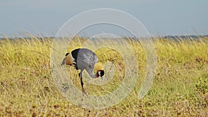 Slow Motion Shot of Grey Crowned Crane eating and grazing across the empty windy plains of the Maasa