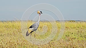 Slow Motion Shot of Grey Crowned Crane watching across the empty windy plains of the Maasai Mara Nat