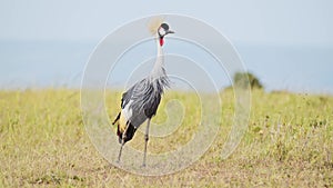 Slow Motion Shot of Grey Crowned Cranes grazing in tall grasslands African Wildlife birds in Maasai