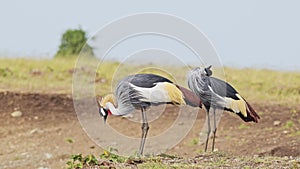 Slow Motion Shot of Grey Crowned Cranes on Mara river bank with colourful plumage in the grasslands,