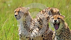 Slow Motion Shot of Group of Cheetahs together breathing heavily on luscious african plain, panting