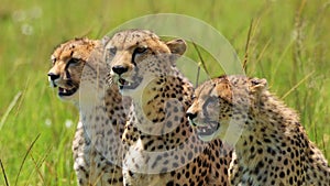 Slow Motion Shot of Group of Cheetahs together breathing heavily on luscious african plain, panting