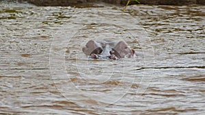 Slow Motion Shot of Hippo Hippopotamus emerging from the Mara river waves, powerful swimming wildlif