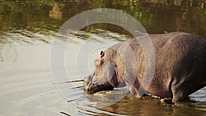 Slow Motion Shot of Hippo Hippopotamus slowly walking into the Mara river to cool down on hot evenin