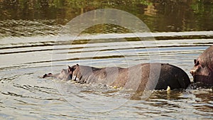 Slow Motion Shot of Hippo Hippopotamus slowly walking into the Mara river to cool down on hot evenin