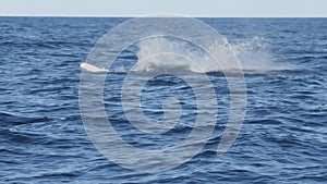 slow motion shot of a humpback whale calf's half breach at merimbula