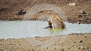 Slow Motion Shot of Hyena bathing in small pond, wallowing and cleaning after hunting, African Wildl