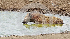 Slow Motion Shot of Hyena bathing in small pond, wallowing and cleaning after hunting, African Wildl