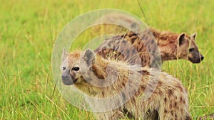 Slow Motion Shot of Hyenas waiting to get on a kill, order of food chain in the Maasai Mara National