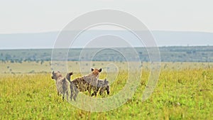 Slow Motion Shot of Hyenas waiting to get on a kill, order of food chain in the Maasai Mara National