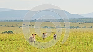 Slow Motion Shot of Hyenas waiting to get on a kill, order of food chain in the Maasai Mara National