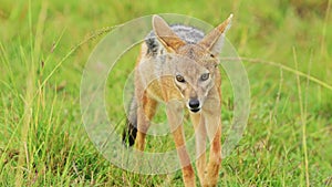 Slow Motion Shot of Jackal scavenging for a kill, running around searching for oppurtunity, hopeful