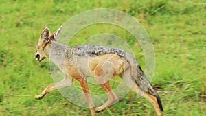 Slow Motion Shot of Jackal scavenging for a kill, running around searching for oppurtunity, hopeful