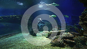 Slow motion shot of jolly rodger flag waving in aquarium. Exotic sea fish swimming nearby pirate flag in big water tank