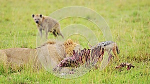 Slow Motion Shot of Male lion feeding on a kill while other animals try to steal, scavenging African
