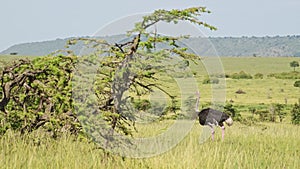 Slow Motion Shot of Ostrich walking running across luscious green savannah plains of Masai Mara, Afr