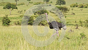 Slow Motion Shot of Ostrich walking running across luscious green savannah plains of Masai Mara, Afr