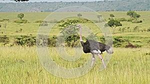 Slow Motion Shot of Ostrich walking running across luscious green savannah plains of Masai Mara, Afr