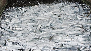 A slow motion shot of pink salmon splashing in a fishing net