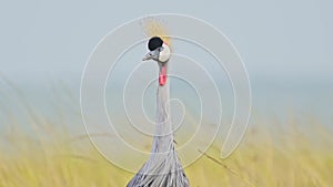 Slow Motion Shot of Portrait of Grey Crowned Crane head looking and watching over African landscape