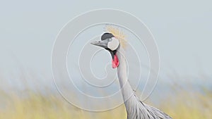 Slow Motion Shot of Portrait of Grey Crowned Crane head looking and watching over African landscape