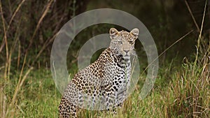 Slow Motion Shot of Powerful leopard with beautiful markings and spots sitting peacefully in tall gr