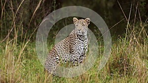 Slow Motion Shot of Powerful leopard with beautiful markings and spots sitting in tall grass wildern