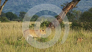 Slow Motion Shot of Protection of Big 5 five lions, conservation of endangered animals in Maasai Mar