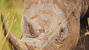 Slow Motion Shot of Rhino closeup detail of horn and eye while grazing tall grasslands in Masai Mara