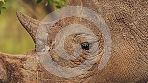 Slow Motion Shot of Rhino closeup detail of horn and eye while grazing tall grasslands in Masai Mara