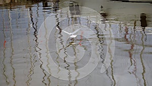 Slow motion shot of a seagull dipping its feet in the sea at the harbour. Numerous yacht mast reflections