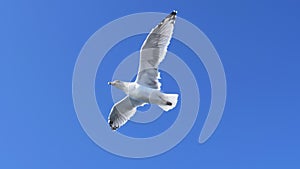 Slow motion shot of a seagull flying to the left above a fishing boat at portland, maine