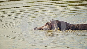 Slow Motion Shot of Slow moving Hippo Hippopotamus wading and swimming in the Mara river with head a