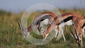 Slow Motion Shot of Thomson gazelle grazing eating grass in grassy grassland wilderness of the savan