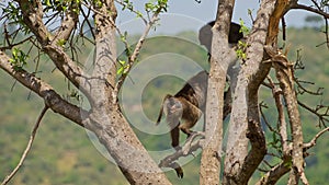 Slow Motion Shot of Two Baboons jumping in a tree, agressive 146 fighting for territory, natural